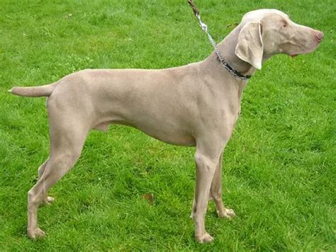 Weimaraner