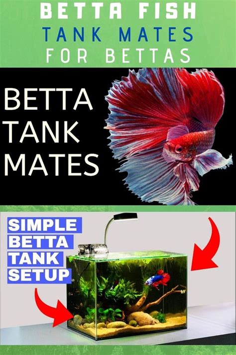 BETTA FISH TANK MATES | 10 More Great Tank Mates For Bettas 2020 | Betta fish tank mates, Betta ...