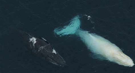 Rare albino whale spotted off coast of Australia (VIDEO)