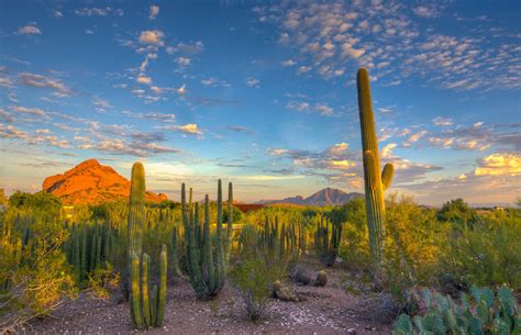 Cactus in desert wallpaper | nature and landscape | Wallpaper Better