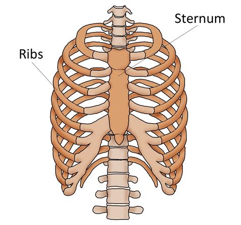 Sternum Pain (Breast Bone Pain) | Current Health Advice, Health Blog Articles and Tips