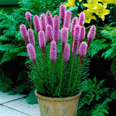 Dense Blazing Star Pink Seeds Liatris Spicata Perennial | Etsy