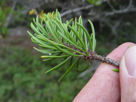 Pinus banksiana (Jack pine): Go Botany