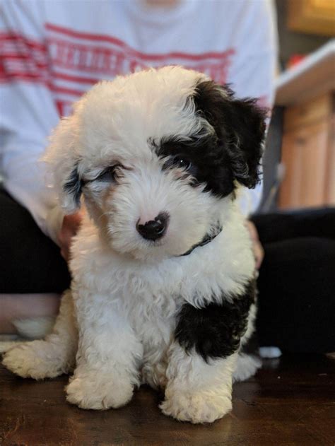 The cutest little Sheepadoodle puppy you've ever seen, promise ...