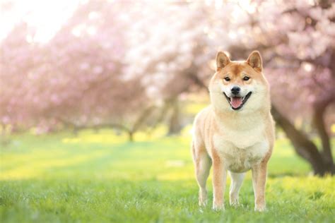 Download Depth Of Field Dog Animal Shiba Inu 4k Ultra HD Wallpaper