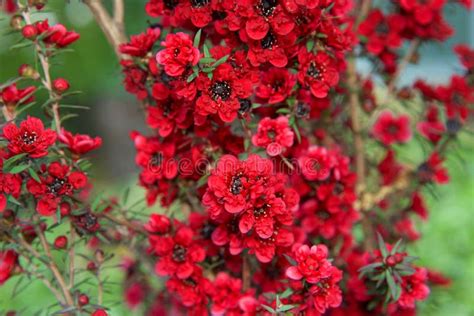 Red New Zealand Tea Tree Flowers Stock Image - Image of plant, bright ...