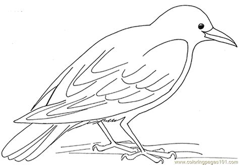 Crow hungry coloring page for kids free crows printable coloring pages online for kids ...