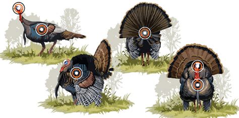 Crossbow Hunting Tips for Turkey