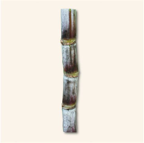 B80689: The Champ of our Sugar Cane Varieties - CaneCo : CaneCo