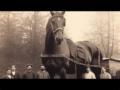 Biggest Horse in History - YouTube