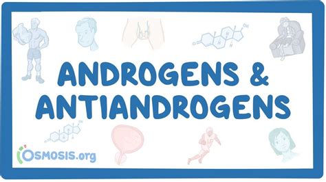 Androgens and antiandrogens: Video & Anatomy | Osmosis