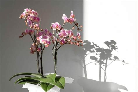 Ultimate Guide to Orchid Plant Light Requirements - Petal Republic