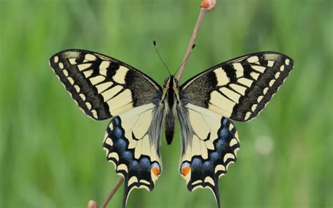 30 Butterfly Species in France - Insectic