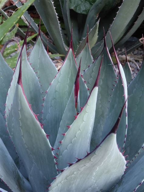 Agave parryi - Trees and Shrubs Online