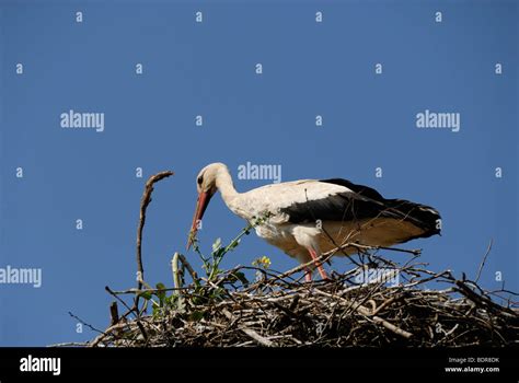 White Stork in a nest, Poland Stock Photo - Alamy