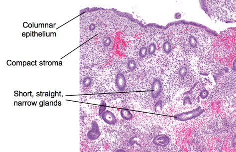 Endometrium Histology Labeled