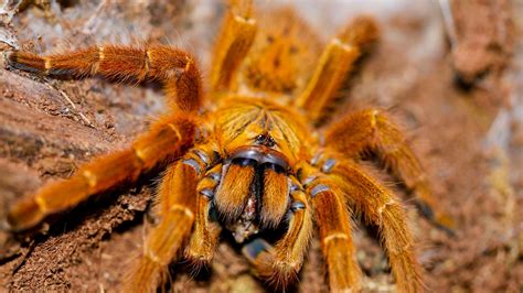 OBT Tarantula For Sale - Buy Now