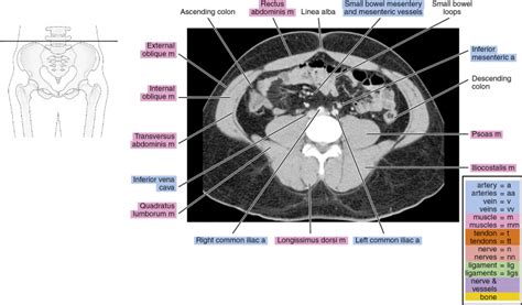 Ct Anatomy Pelvis Muscles : Pelvis Oncohema Key, Ischial tuberosity which flexor of the knee ...