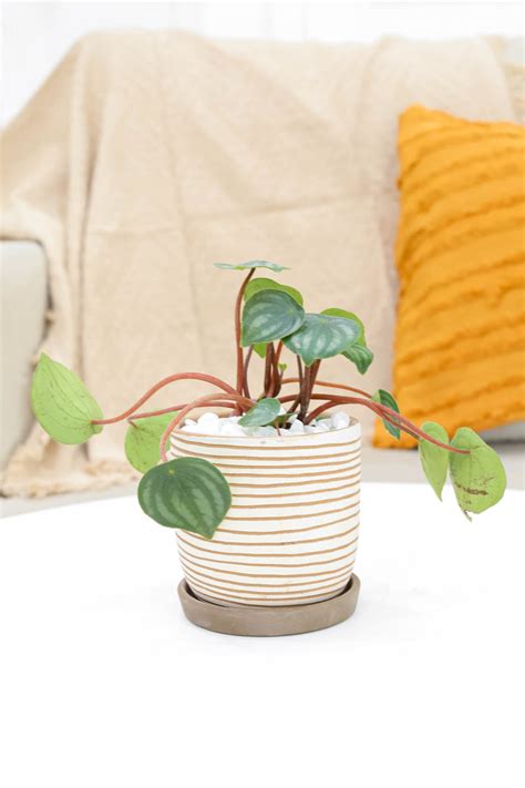 Peperomia Watermelon - Medium To Bright Light Air-purifying Houseplant ...