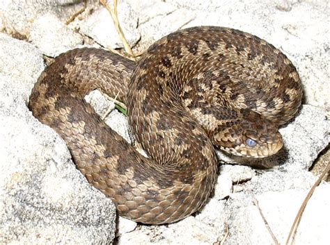 Vipera - Alchetron, The Free Social Encyclopedia