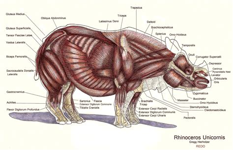 Indian Rhinoceros - Muscles, color pencil and ink on paper, 18 x 24, 2013 by Gregg Hierholzer ...