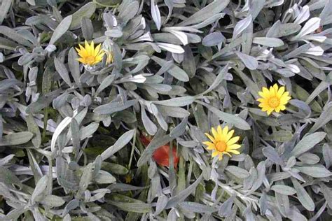 Gazania tomentosa - Garden Variety