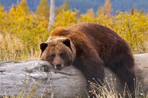 Watch Mama Bear And Cubs Wander Into Monrovia Backyard | Monrovia, CA Patch