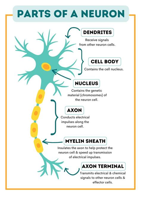 Basic Neuron Structure Diagram Neuron Structure – Mcat Bio