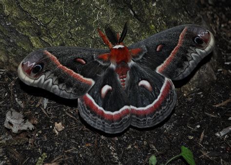 Cecropia Moth — Wild Cherry Farm