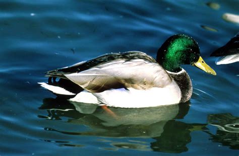 Free picture: mallard, drake, waterfowl, bird, male, breeding, plumage ...