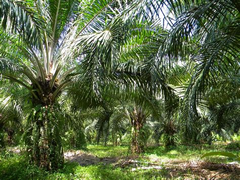 Palm Oil Plantation | 2012 - Surat Thani - The Adventure Continues