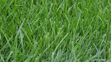 Grass Identification Guide | Do You Know Your Grass Type? - LawnStar ...