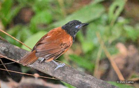 White-shouldered Antbird (Akletos melanoceps) - Peru Aves