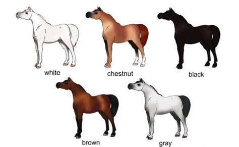 Arabian Horse Color Chart