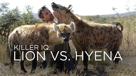 Lions vs Hyenas. I have always loved and been passionate… | by ...