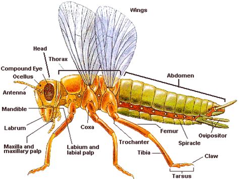 insect planet