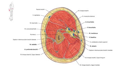 human anatomy - Cross section through the right arm question - Biology Stack Exchange