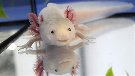 Scientists have unlocked the entire axolotl genome. You see a gorgeous ...