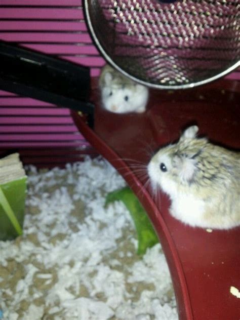 Hamsters :) Pocket Pet, Cute Hamsters, Adoption, Cute Animals ...