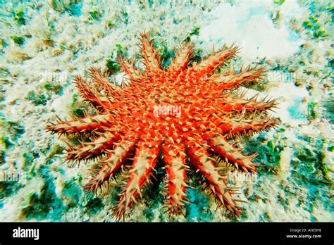 Crown of thorns starfish Acanthaster planci Kaneohe Bay Oahu Hawaii USA ...