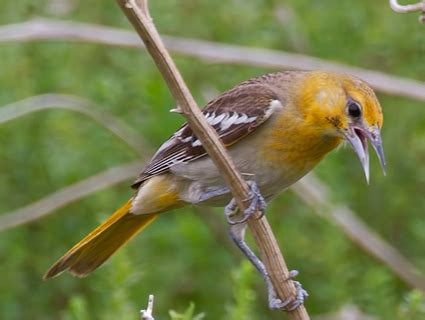 female bullock's oriole - Birds Photo (36099739) - Fanpop