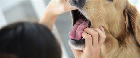 Blue Tongue In Dogs: Causes And Concerns - Parliament Animal Hospital