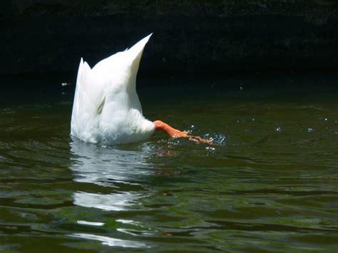 White Duck Diving Free Stock Photo - Public Domain Pictures