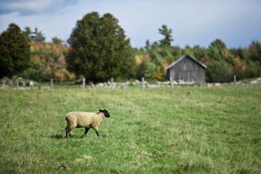 The Best Grass Seed to Plant for Pasture | ehow