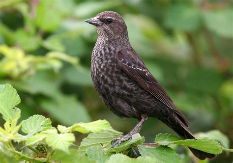 How Hundreds of Volunteers Protected California's Tricolored Blackbirds | Audubon