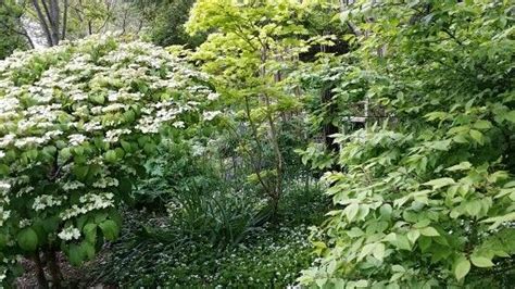 Viburnum mariesii | Plants, Viburnum, Herbs