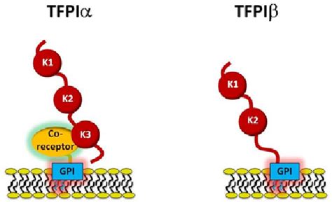 Figure 7 from Tissue factor pathway inhibitor: structure-function ...