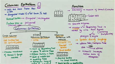 Simple Columnar Epithelium | Location | Function | Types - YouTube