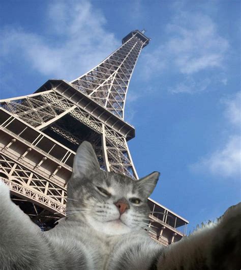 12 Pictures Of Some Well-Traveled Cats | Cats, Cat selfie, Cat travel