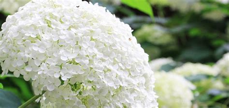 Free Images : branch, blossom, flower, produce, hydrangea, shrub ...